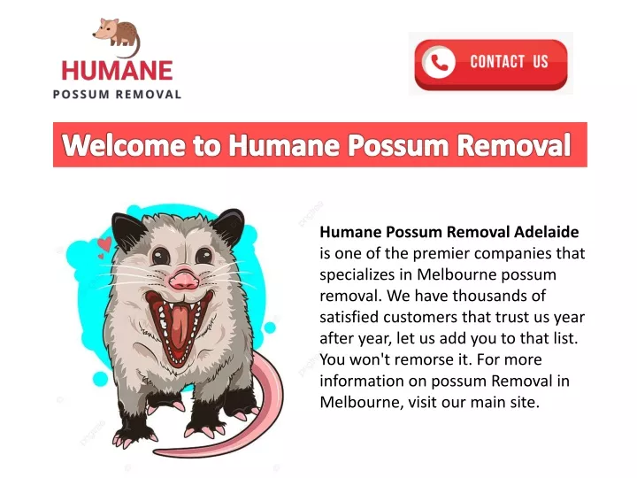 welcome to h umane possum removal