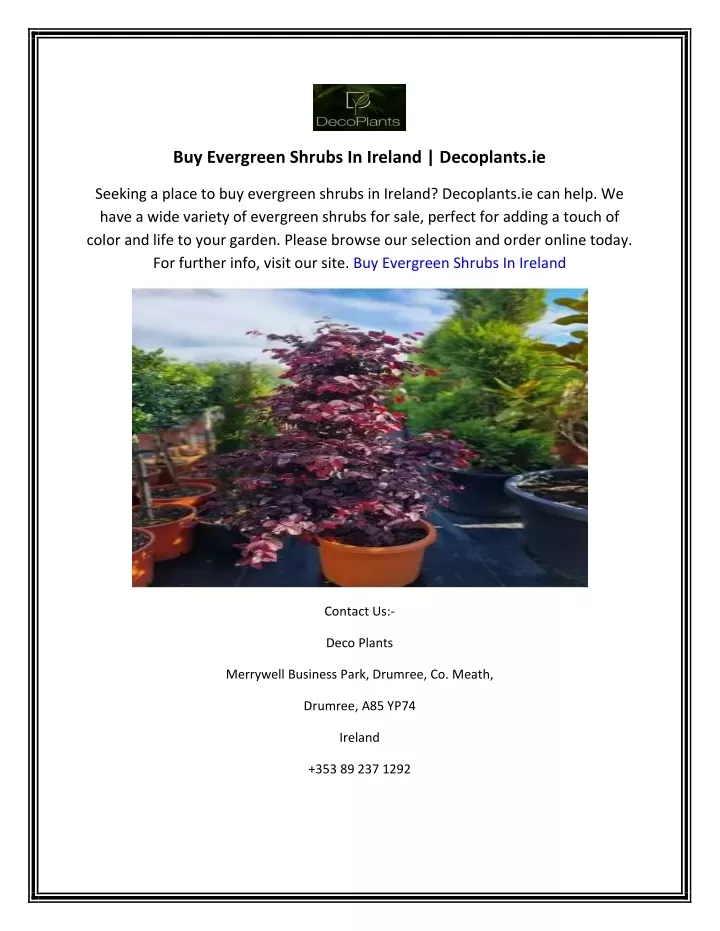 buy evergreen shrubs in ireland decoplants ie