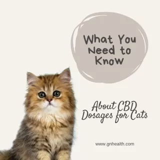 What You Need to Know About CBD Dosages for Cats
