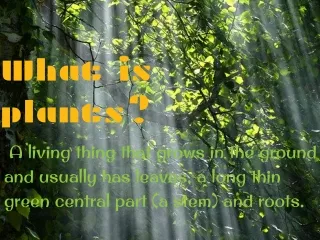 what is plants