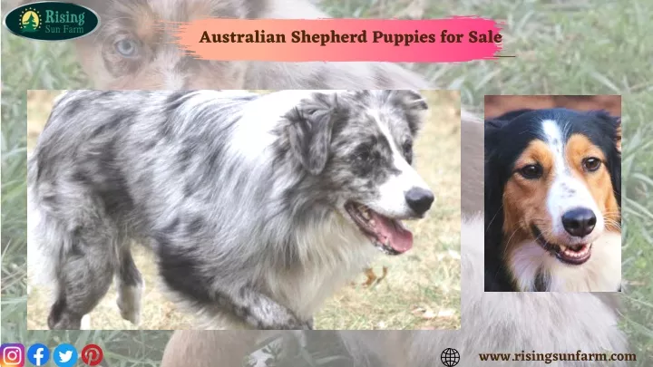 australian shepherd puppies for sale