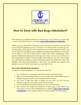 How to Deal with Bed Bugs Infestation