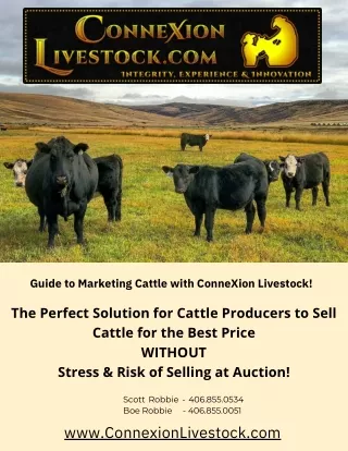 Guide to Marketing Cattle with ConneXion Livestock!