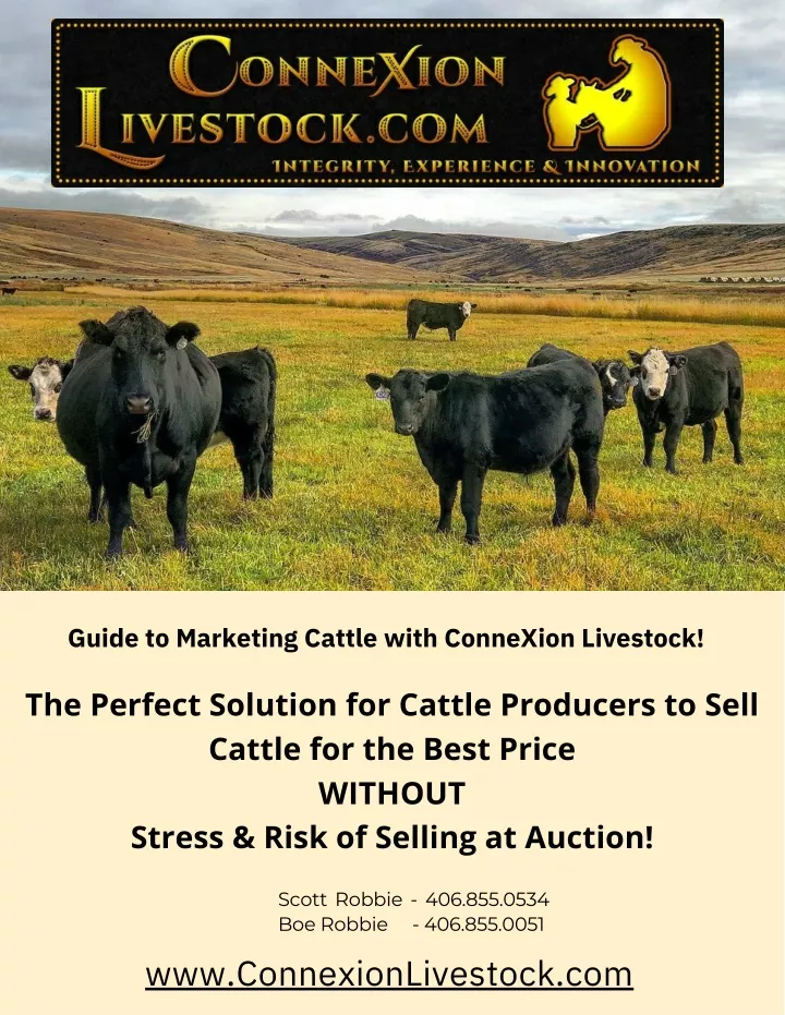 guide to marketing cattle with connexion livestock