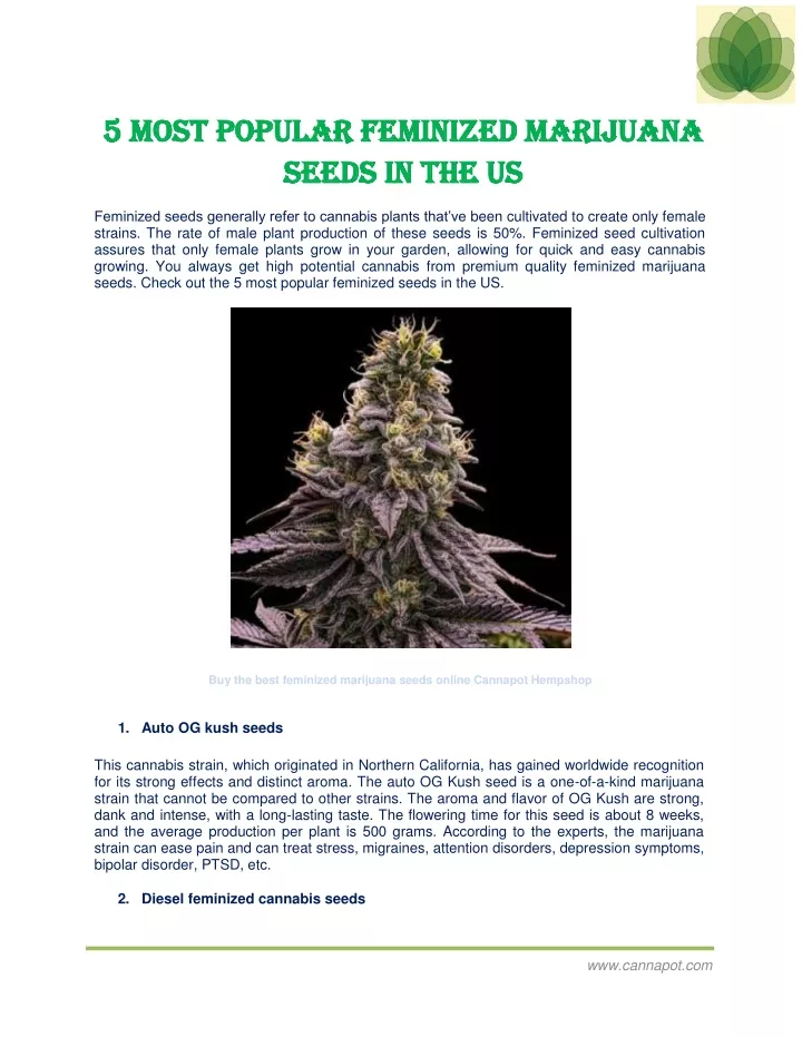 5 most popular feminized marijuana 5 most popular