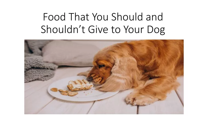 food that you should and shouldn t give to your dog