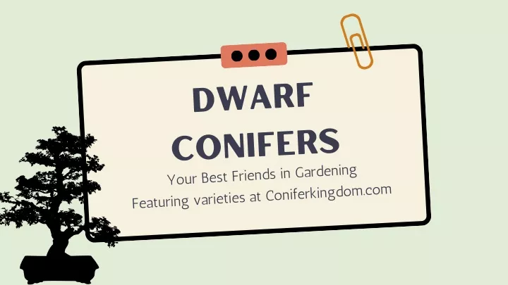 dwarf conifers your best friends in gardening