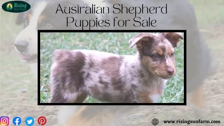 australian shepherd puppies for sale