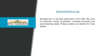 Best Seed Banks in Usa | Bcseeds.com