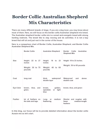 border collie australian shepherd