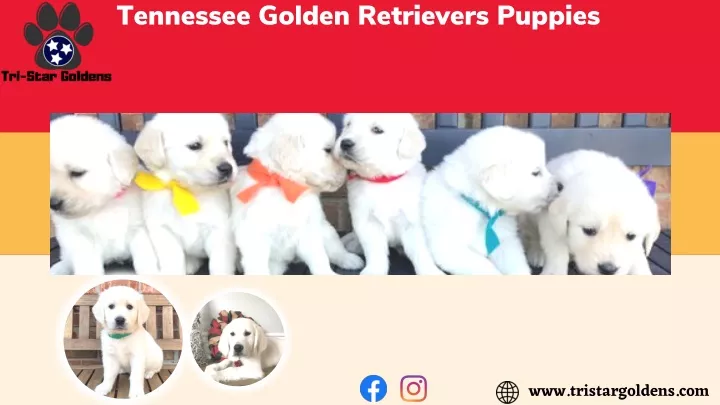 tennessee golden retrievers puppies