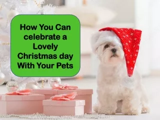How You Can Make This  Christmas  Memorable with your Pets