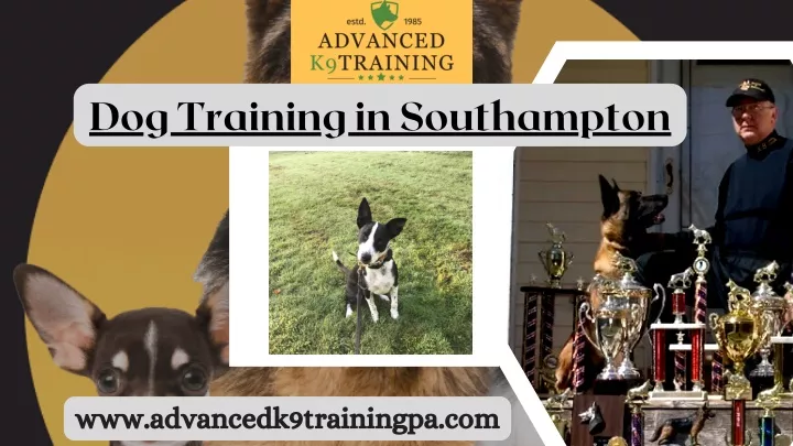 dog training in southampton