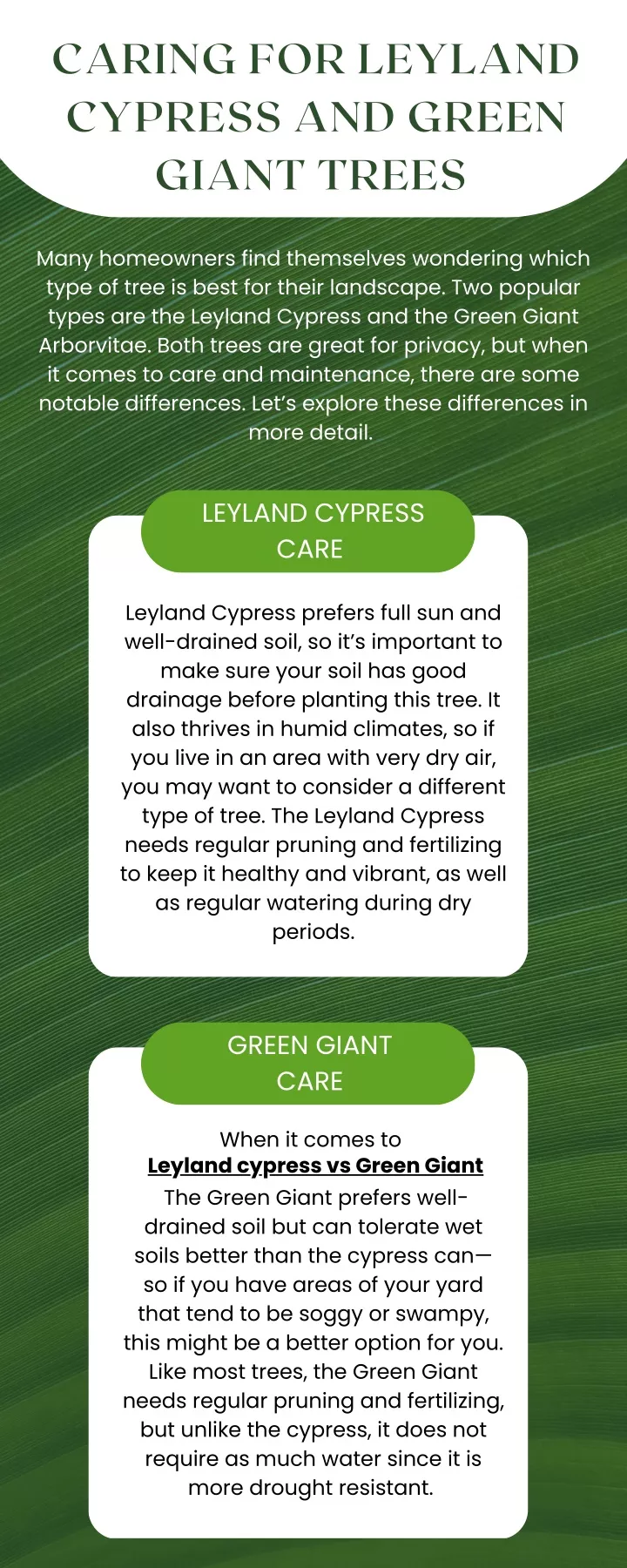 caring for leyland cypress and green giant trees