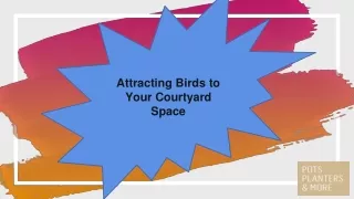 Attracting Birds to Your Courtyard Space