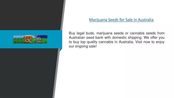 marijuana seeds for sale in australia