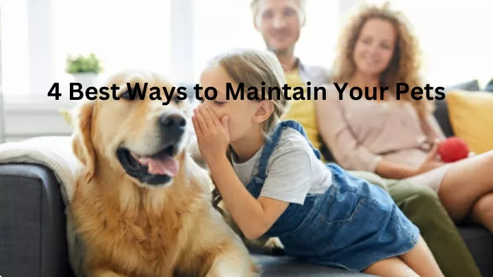 4 best ways to maintain your pets