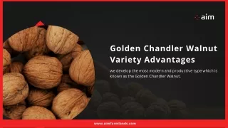 Golden Chandler Walnut Variety Advantages