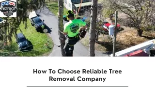 How To Choose Reliable Tree Removal Company