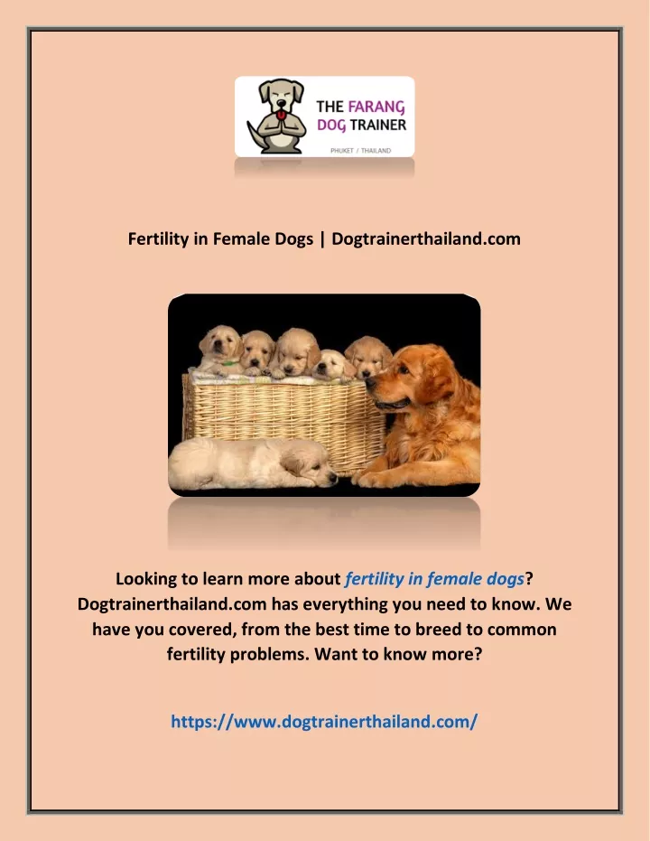 fertility in female dogs dogtrainerthailand com