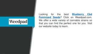 Blueberry Cbd Feminized Seeds  Weedpad.com