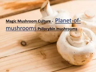 Magic Mushroom Culture