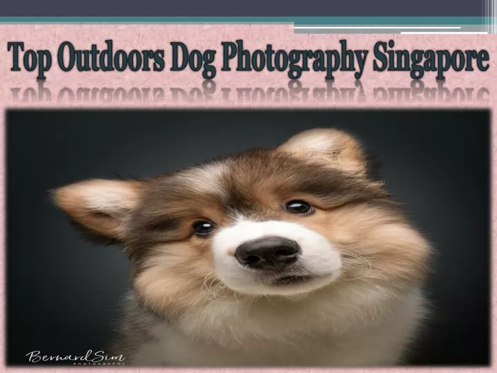 top outdoors dog photography singapore