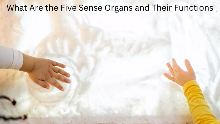 PPT - What Are The Five Sense Organs And Their Functions PowerPoint ...