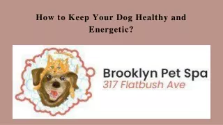 Let's Contact Pet Boarding and Daycare Service Provider in Brooklyn NY