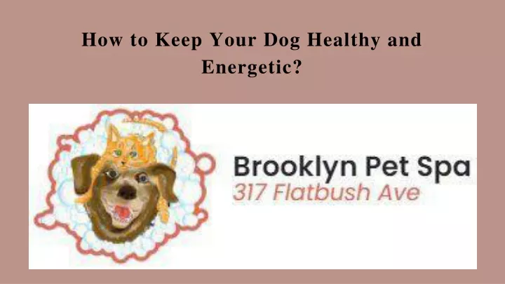 how to keep your dog healthy and energetic