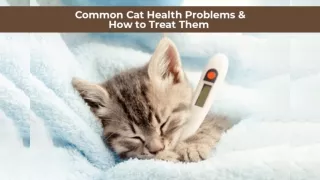 7 Common Cat Health Problems and How to Treat Them