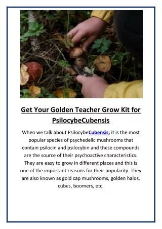 Get Your Golden Teacher Grow Kit for PsilocybeCubensis