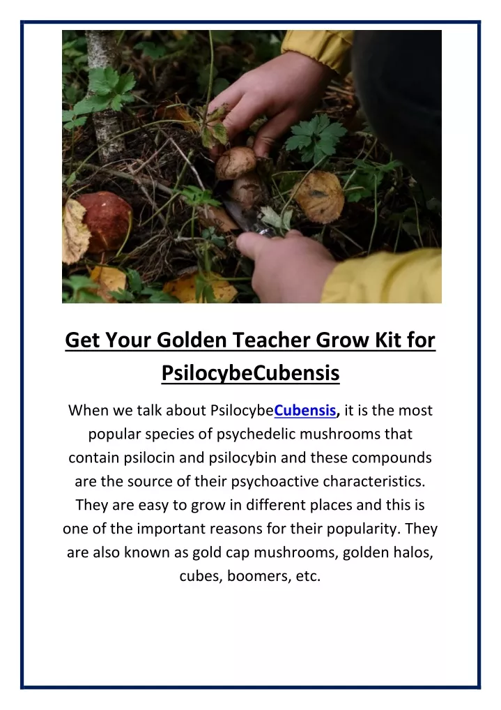 get your golden teacher grow