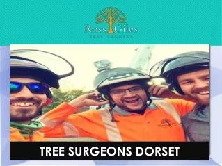 Tree Surgeons Dorset