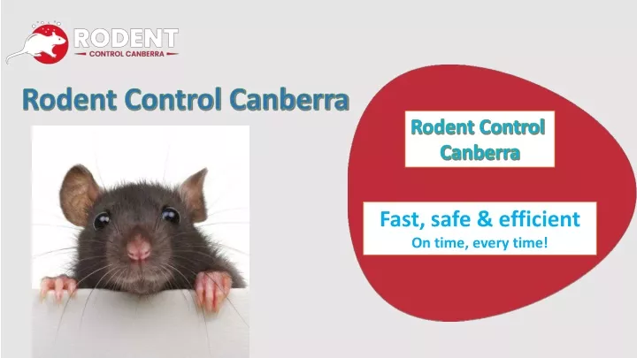 rodent control canberra