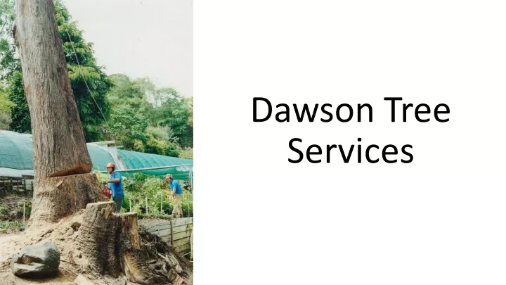 dawson tree services