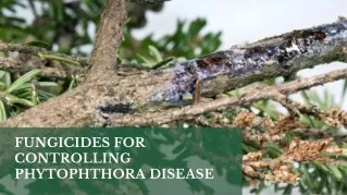 fungicides for controlling phytophthora disease