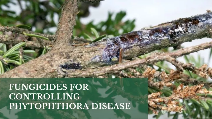 fungicides for controlling phytophthora disease