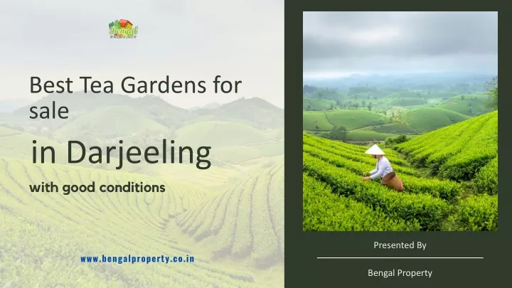 best tea gardens for sale