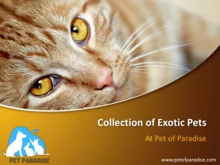 Buy Cutest Exotic Pets Online from PetofParadise