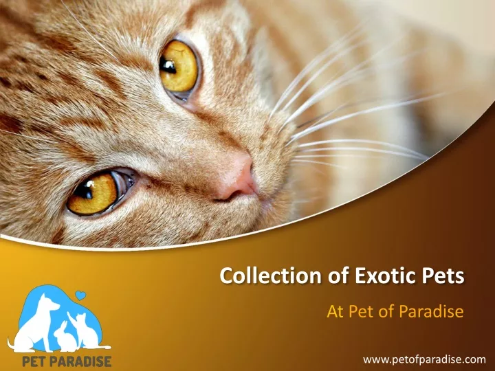collection of exotic pets