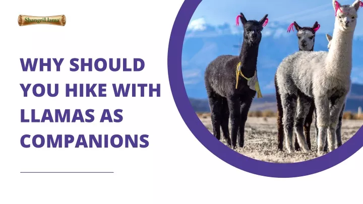 why should you hike with llamas as companions