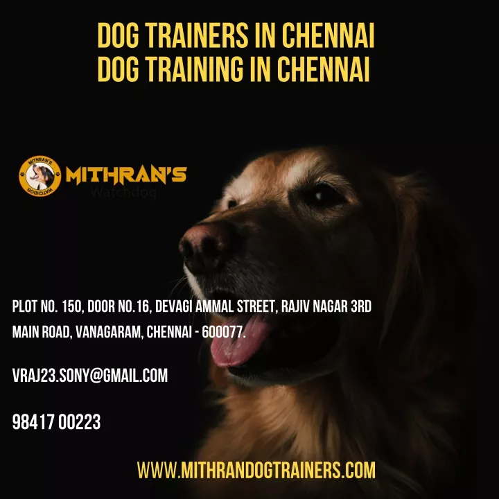 dog trainers in chennai dog training in chennai