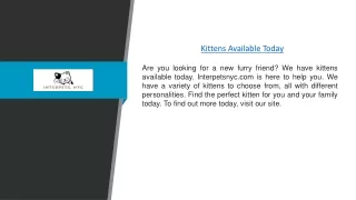 Kittens Available Today | Interpetsnyc.com