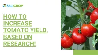How to increase tomato yield, Based on Research!