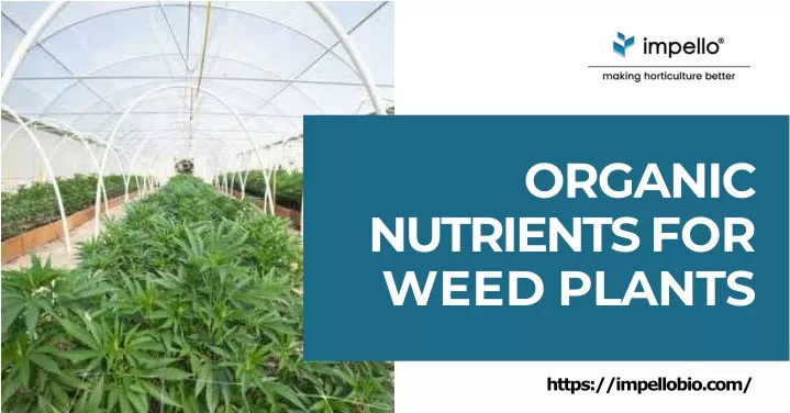 organic nutrients for weed plants