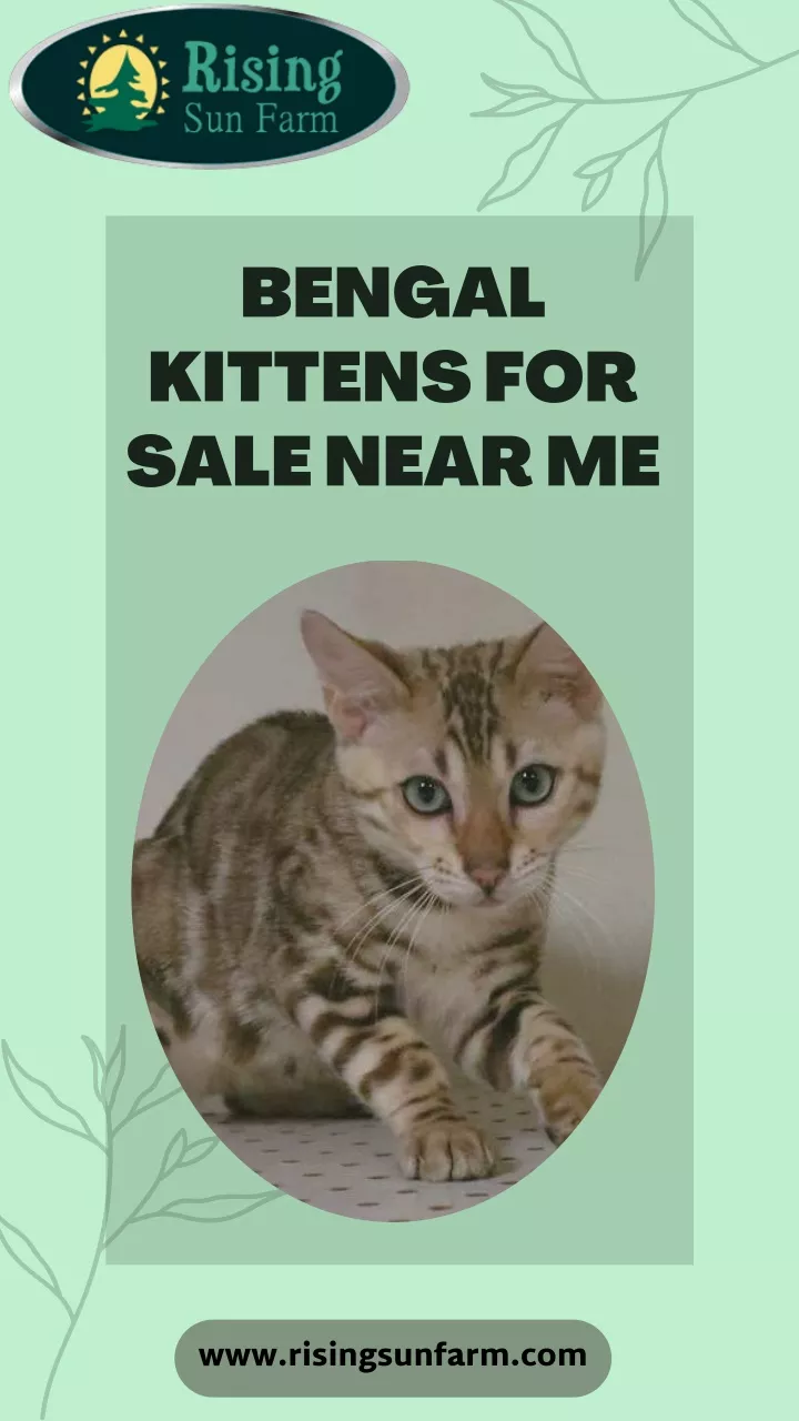 bengal kittens for sale near me