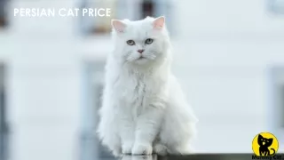 persian cat price