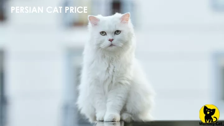 persian cat price