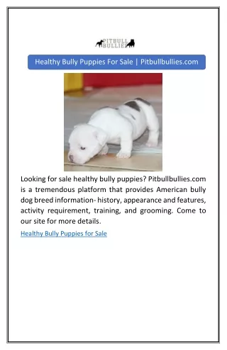 Healthy Bully Puppies For Sale | Pitbullbullies.com